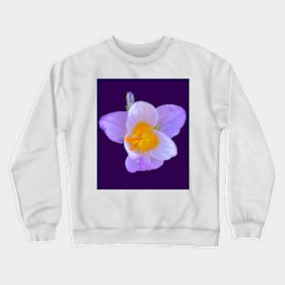 First Crocus of 2022 (purple background) Crewneck Sweatshirt